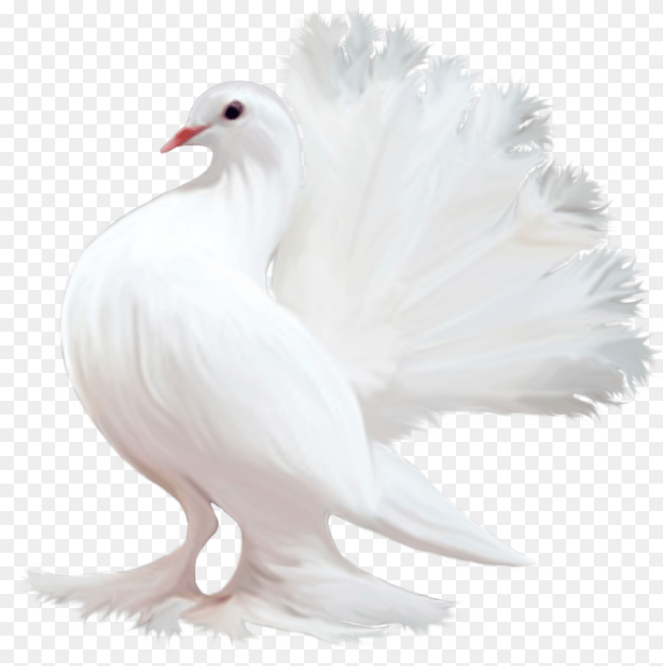 Pigeons Flying, Animal, Bird, Pigeon, Dove Png Image