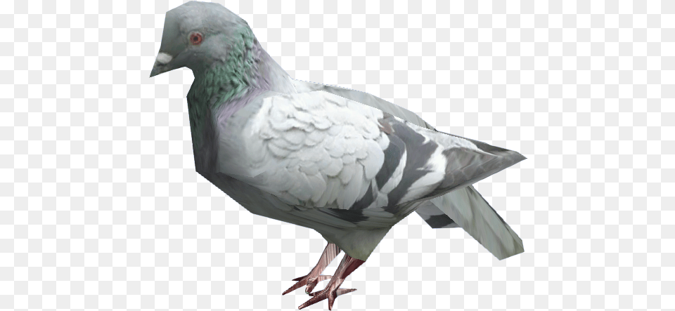 Pigeons Flying Rats Flying Rat Gta, Animal, Bird, Pigeon, Dove Free Png
