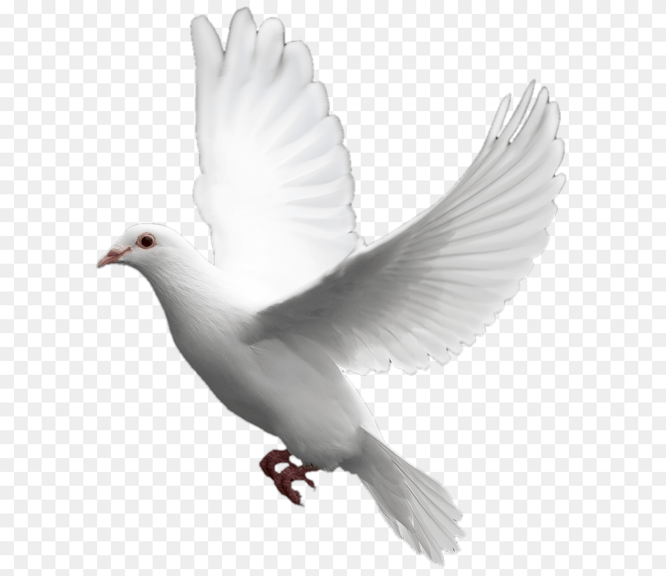 Pigeons Hd Transparent Pigeons Hd Images, Animal, Bird, Dove, Pigeon Free Png