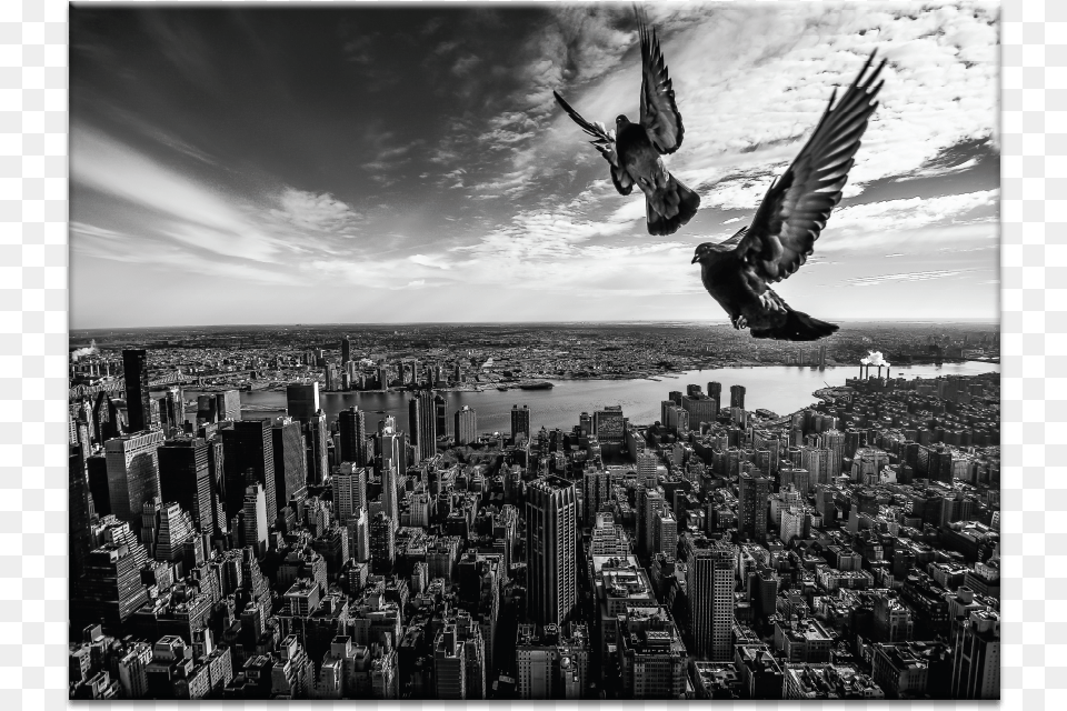 Pigeons On The Empire State Building Monochrome, Animal, Metropolis, Flying, Urban Free Png