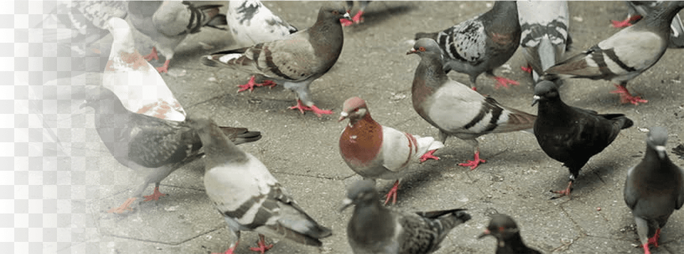 Pigeons Video Transparent Cartoons Rock Dove, Animal, Bird, Pigeon Png