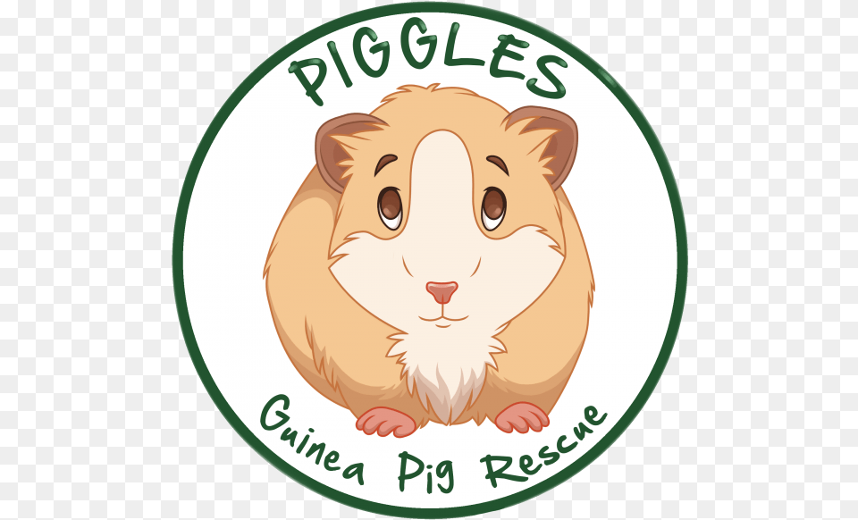Piggles Guinea Pig Rescue Guinea Pig, Animal, Hamster, Mammal, Pet Png Image