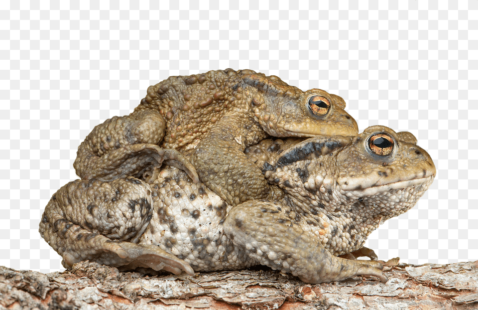 Piggyback Toad Frog Bufonidae Bufo Amplexus Cute Toad, Animal, Lizard, Reptile, Wildlife Free Png