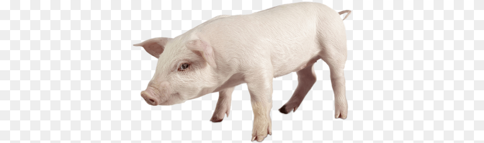 Piglet Cow On White Background, Animal, Boar, Hog, Mammal Free Png Download