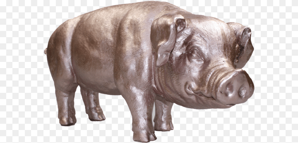 Piglet Domestic Pig, Animal, Mammal, Hog, Boar Free Transparent Png