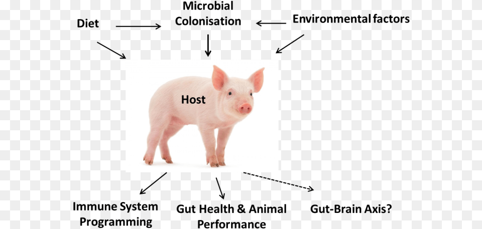 Piglet Model Gut Microbiota, Animal, Mammal, Pig, Hog Png