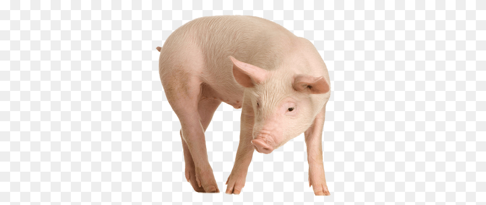 Piglet Transparent Farm Animal Pig Transparent, Hog, Mammal, Boar, Wildlife Free Png