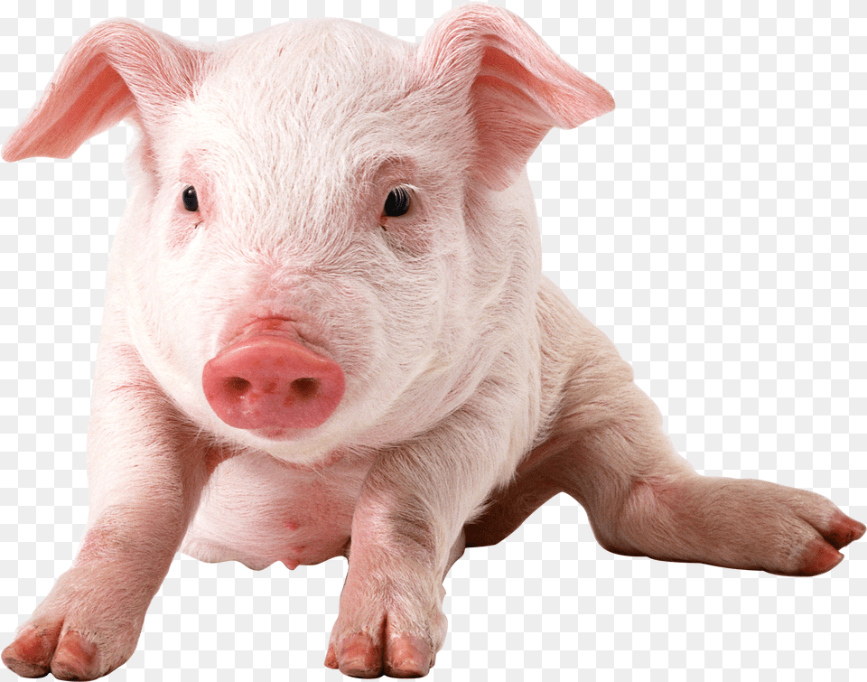Piglet Transparent Pigs Transparent Background, Animal, Mammal, Pig, Hog Free Png