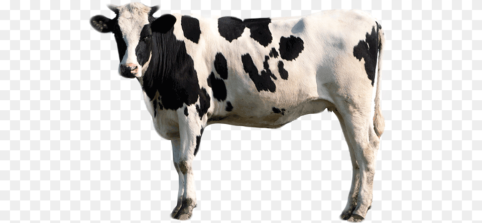 Pigment Treatments Bcmc Transparent Background Male Cow, Animal, Cattle, Livestock, Mammal Free Png Download