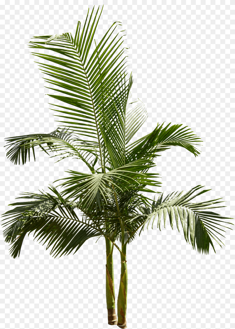 Pigmy Palm King Palm Tree, Palm Tree, Plant, Leaf Free Png Download