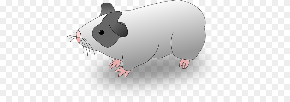 Pigs Animal, Mammal, Pig, Fish Free Png