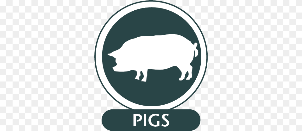 Pigs Boar, Animal, Hog, Mammal, Pig Png