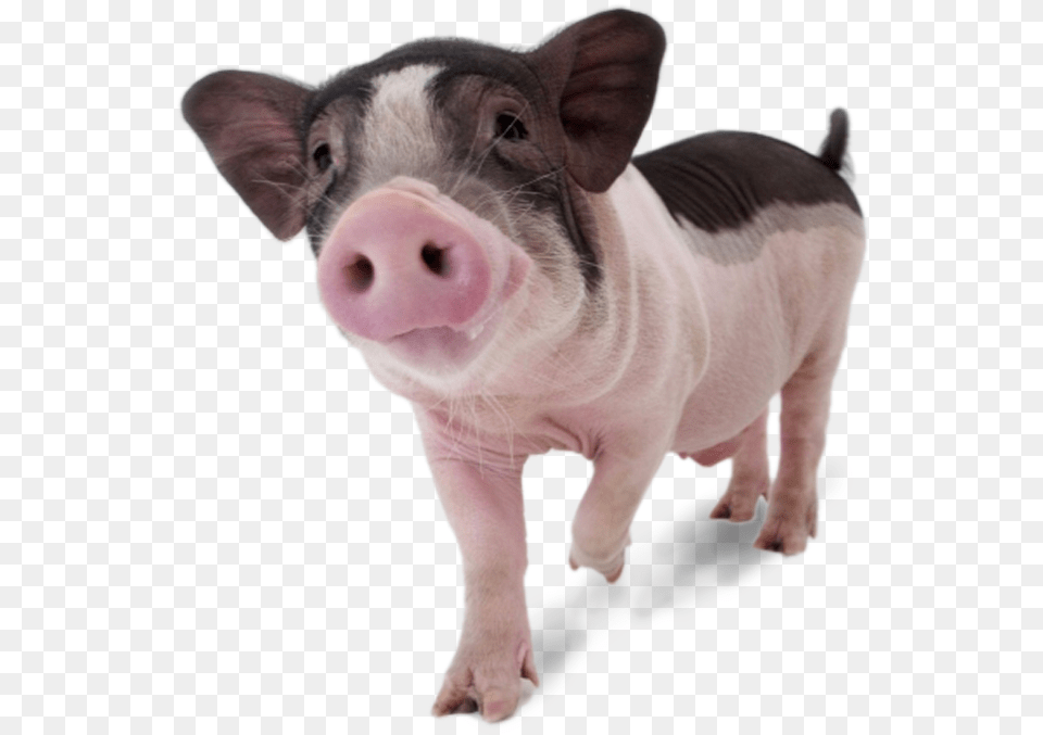 Pigs U2013 Continental Veterinaria, Animal, Mammal, Pig, Hog Png Image