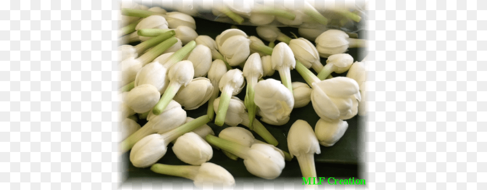 Pikake Flowers Arabian Jasmine, Flower, Plant, Food, Produce Free Png Download