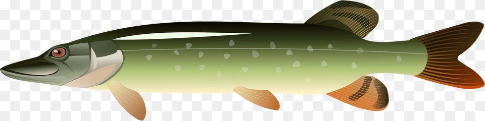 Pike Clipart, Animal, Sea Life, Fish, Trout Png