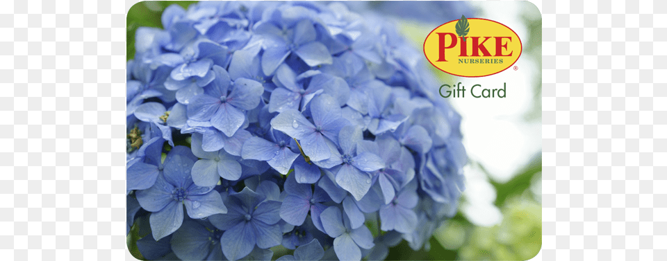 Pike Gift Card, Flower, Geranium, Plant, Petal Png