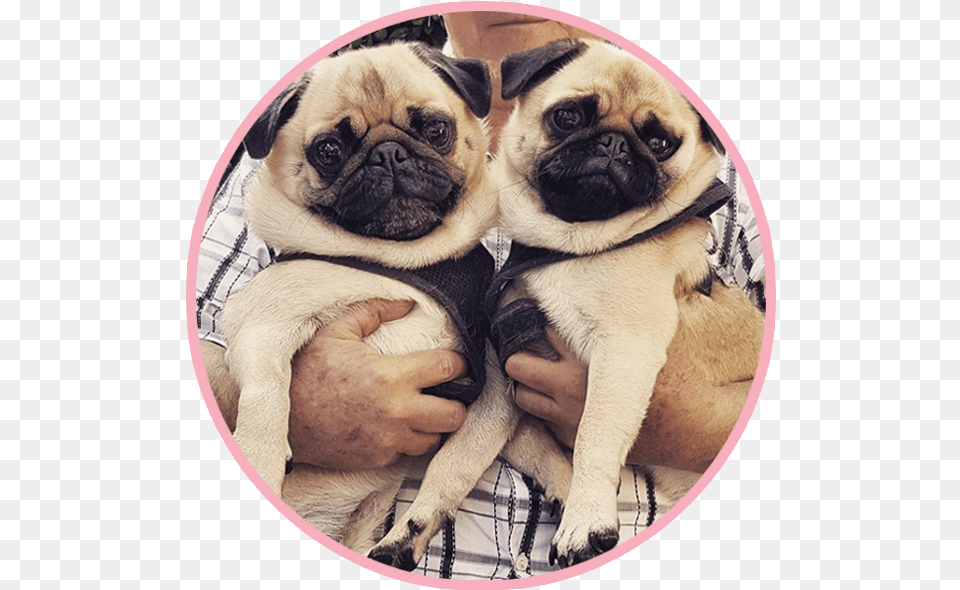 Pikeletthepug 4 Pug Pug, Photography, Animal, Canine, Dog Png Image