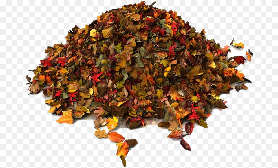 Pile Of Autumn Leaves File Waste, Leaf, Plant, Tree, Herbal Png Image