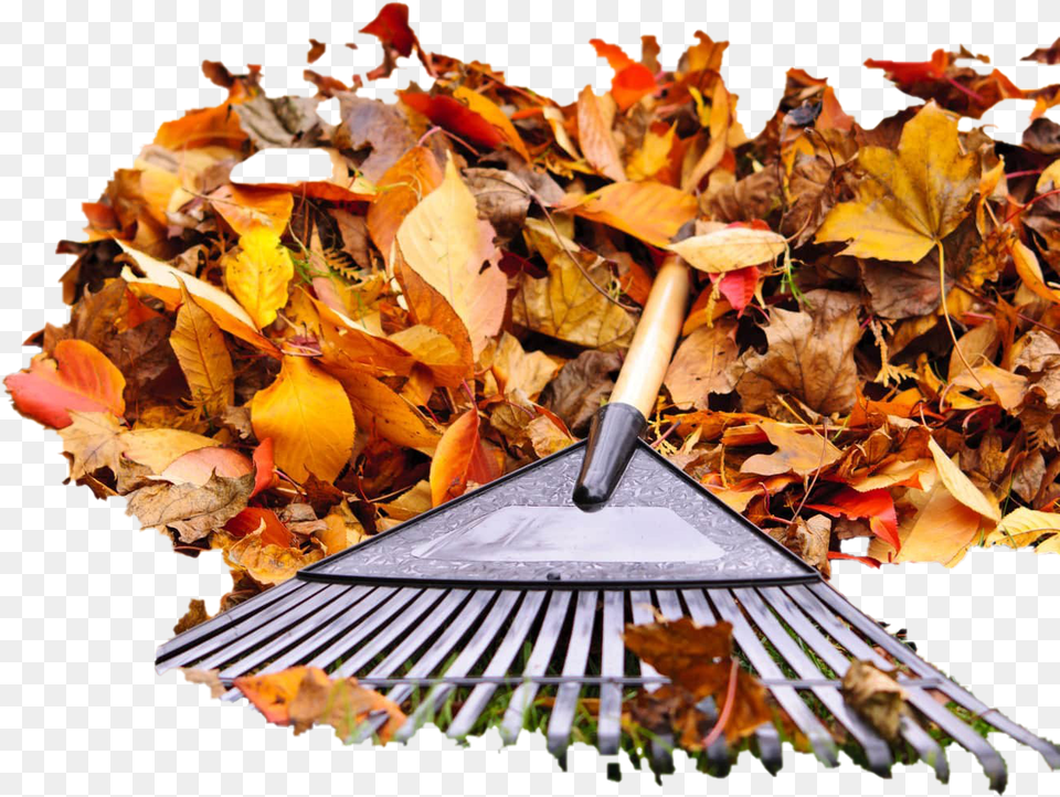 Pile Of Autumn Leaves Pic Mart Cleaning Leaves, Leaf, Plant, Rake Free Png