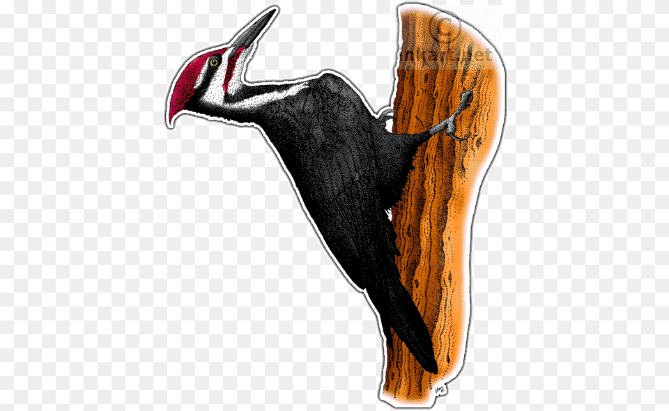 Pileated Woodpecker Decal Colours Of A Woodpecker, Animal, Bird, Fish, Sea Life Free Png