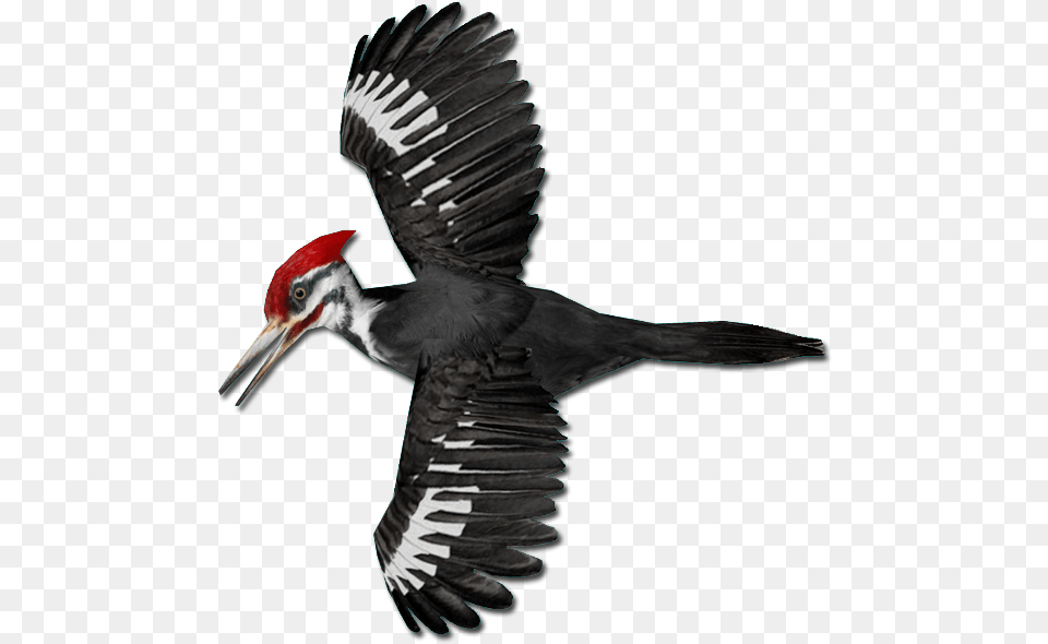 Pileated Woodpecker Images Of Woodpecker, Animal, Beak, Bird, Waterfowl Free Png