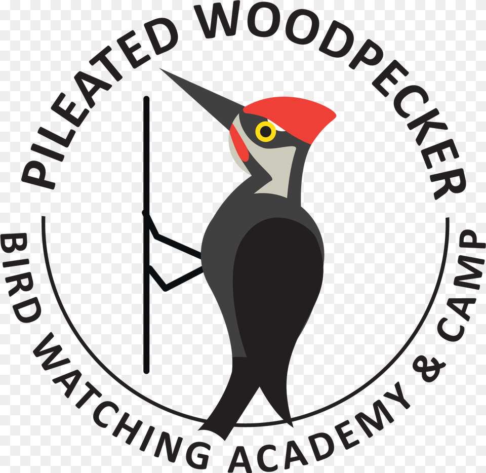 Pileated Woodpecker Picture Gambar Pin Nabi Muhammad, Animal, Bird Png