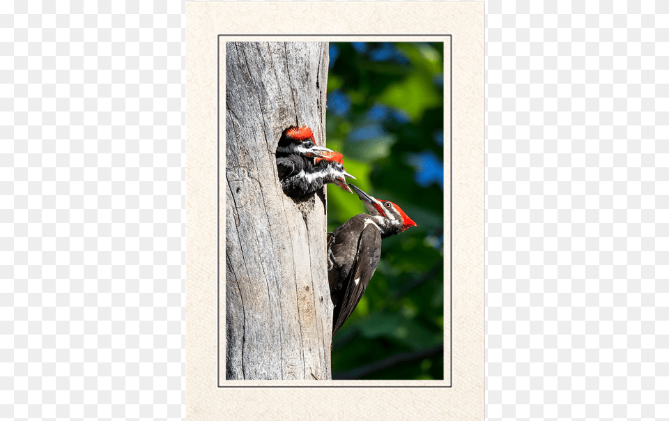 Pileated Woodpeckers Pileated Woodpecker, Animal, Bird Png