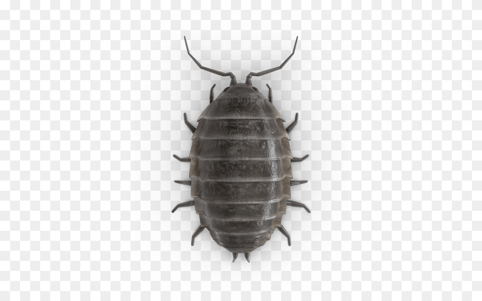 Pill Bugs Photo Top Bug, Animal, Insect, Invertebrate Png Image
