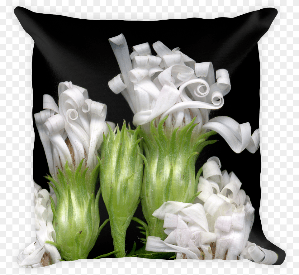 Pillow, Flower, Flower Arrangement, Flower Bouquet, Plant Png Image