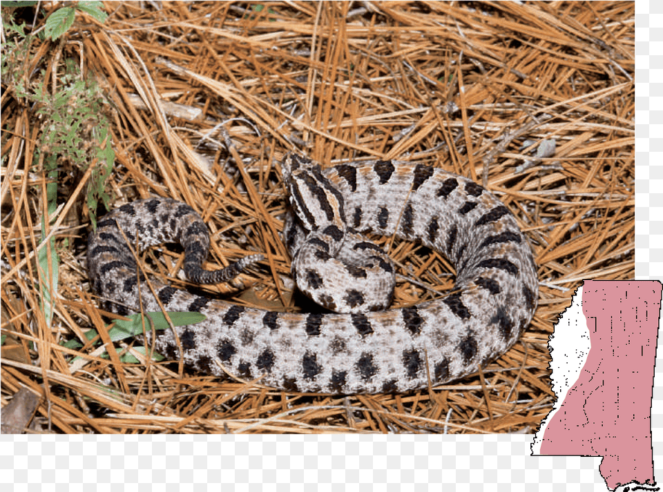 Pilot Rattlesnake, Animal, Reptile, Snake Png