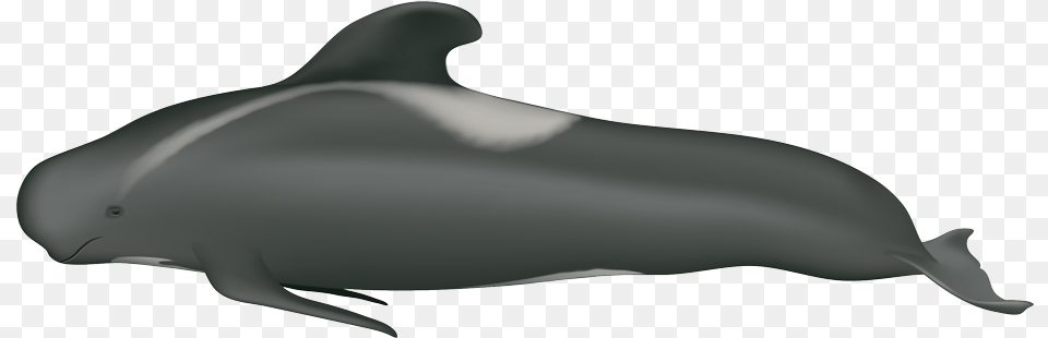 Pilot Whale, Animal, Sea Life, Dolphin, Mammal Free Png Download