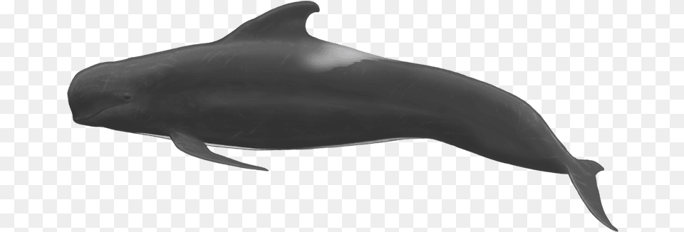 Pilot Whale Full Body, Animal, Sea Life, Fish, Shark Free Transparent Png