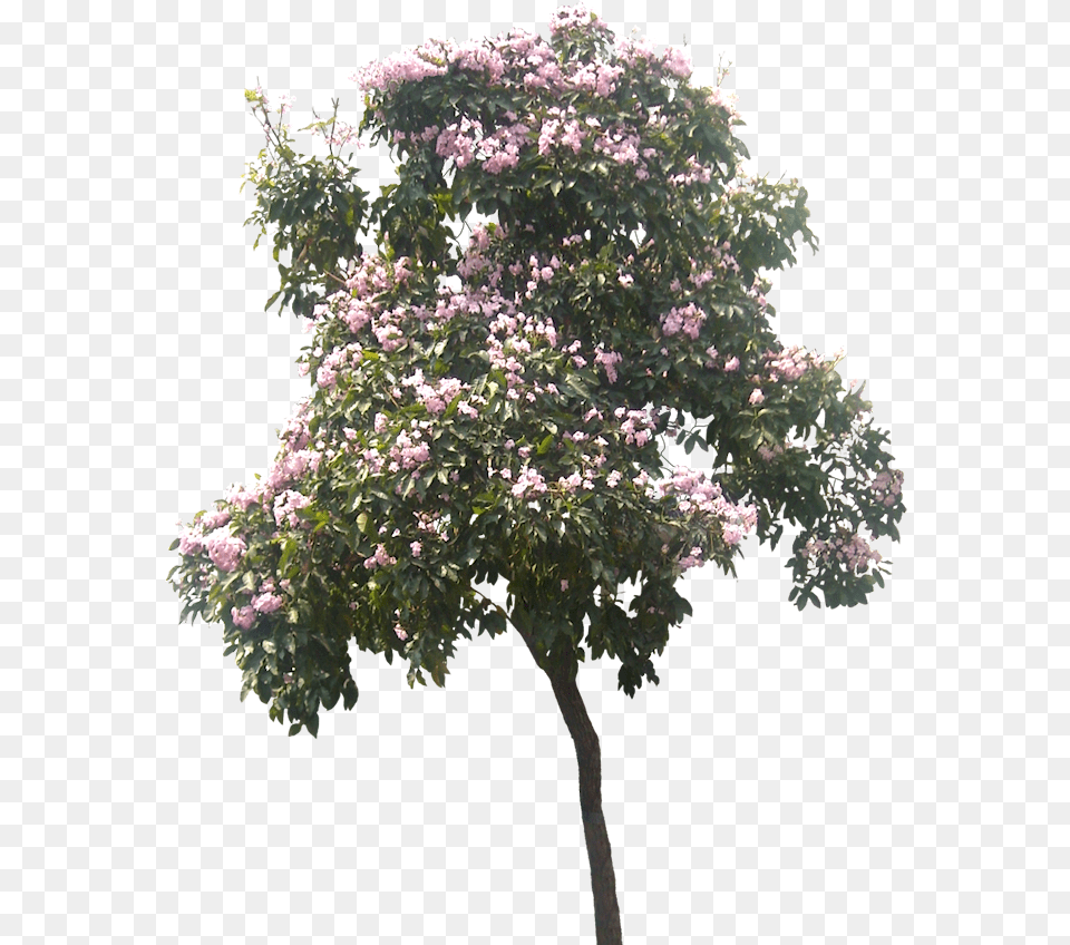 Pin About Trees To Plant And Tree Plan Cut Out Magnolia Tree, Flower Free Png Download