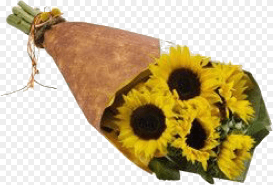 Pin Aesthetic Yellow, Flower, Plant, Sunflower, Flower Arrangement Png Image