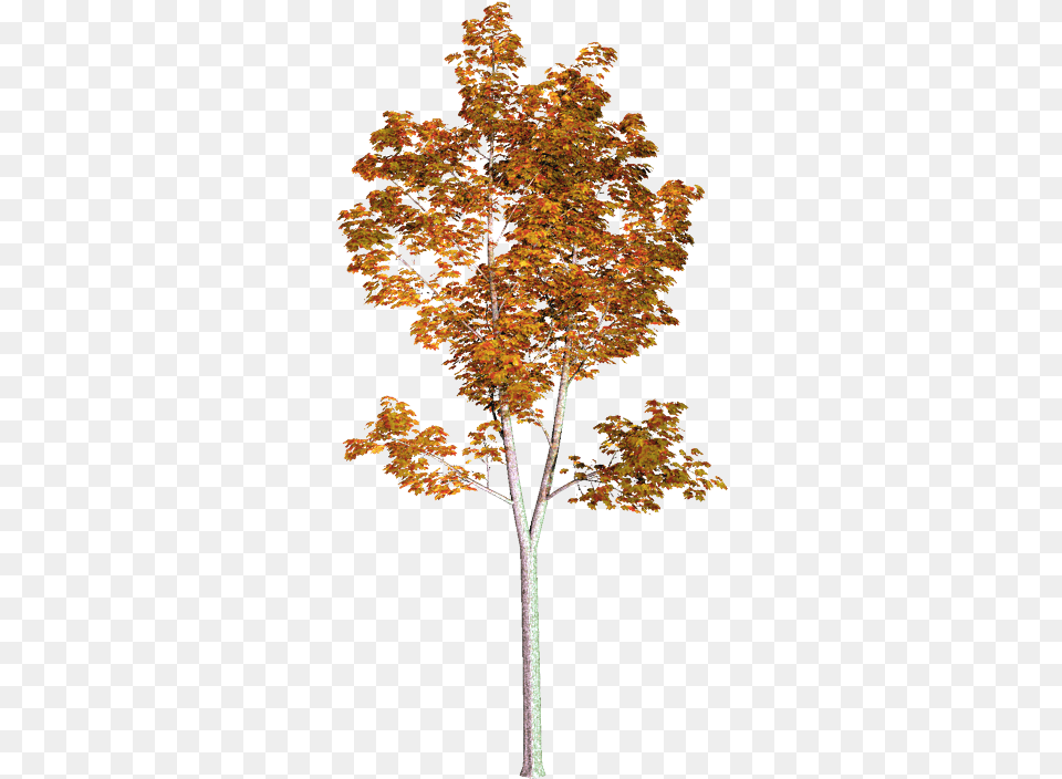 Pin American Sycamore, Leaf, Maple, Plant, Tree Free Png Download