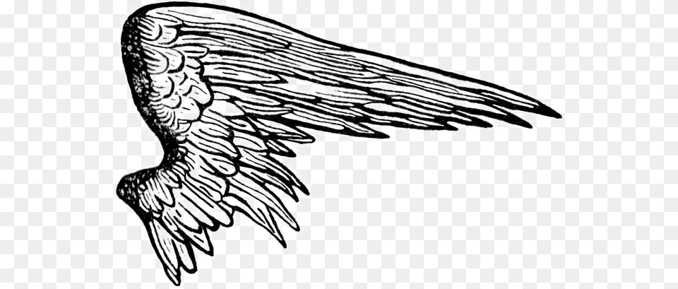Pin Angel Wings Drawing, Art, Animal, Bird Free Png Download