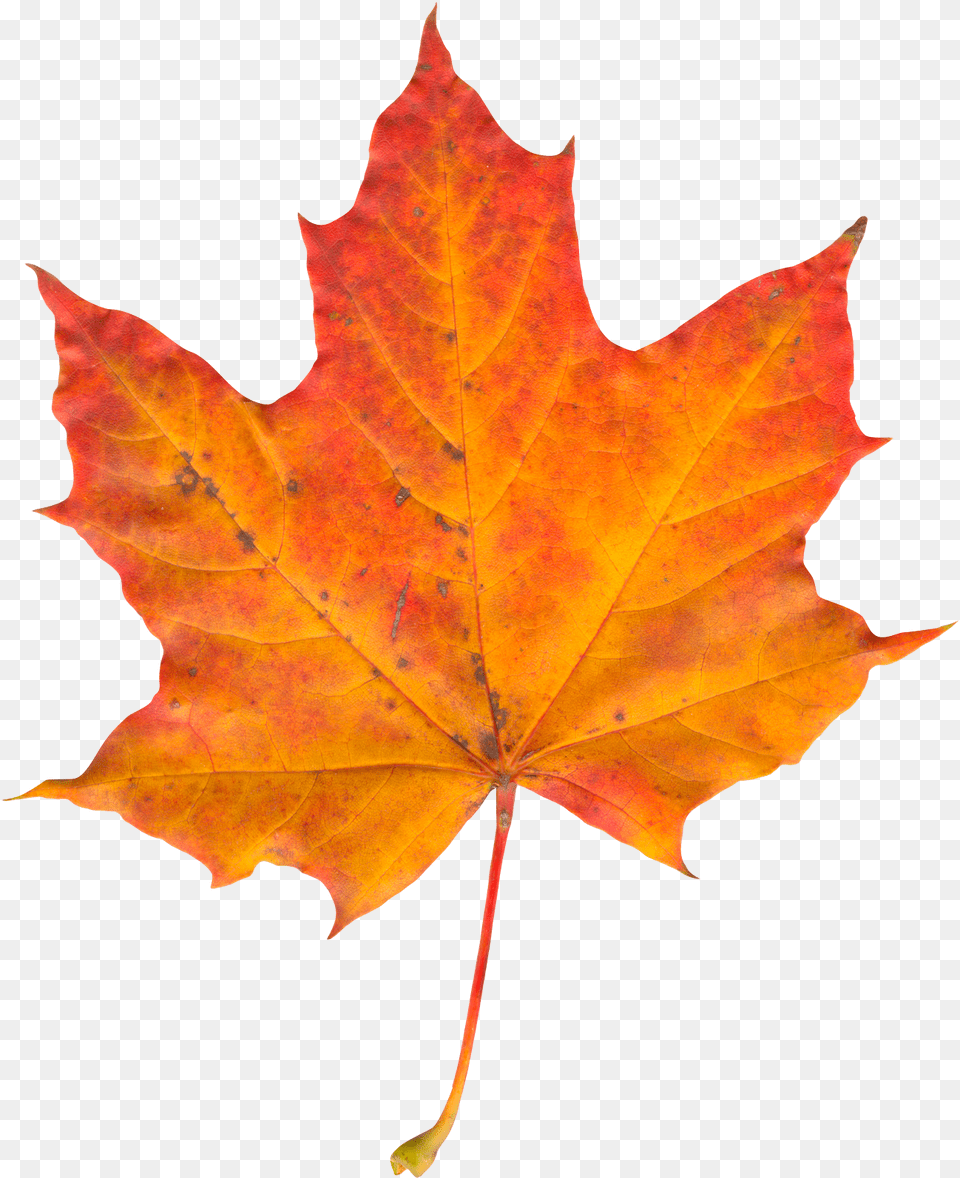 Pin Autumn Leaf, Plant, Tree, Maple, Maple Leaf Png