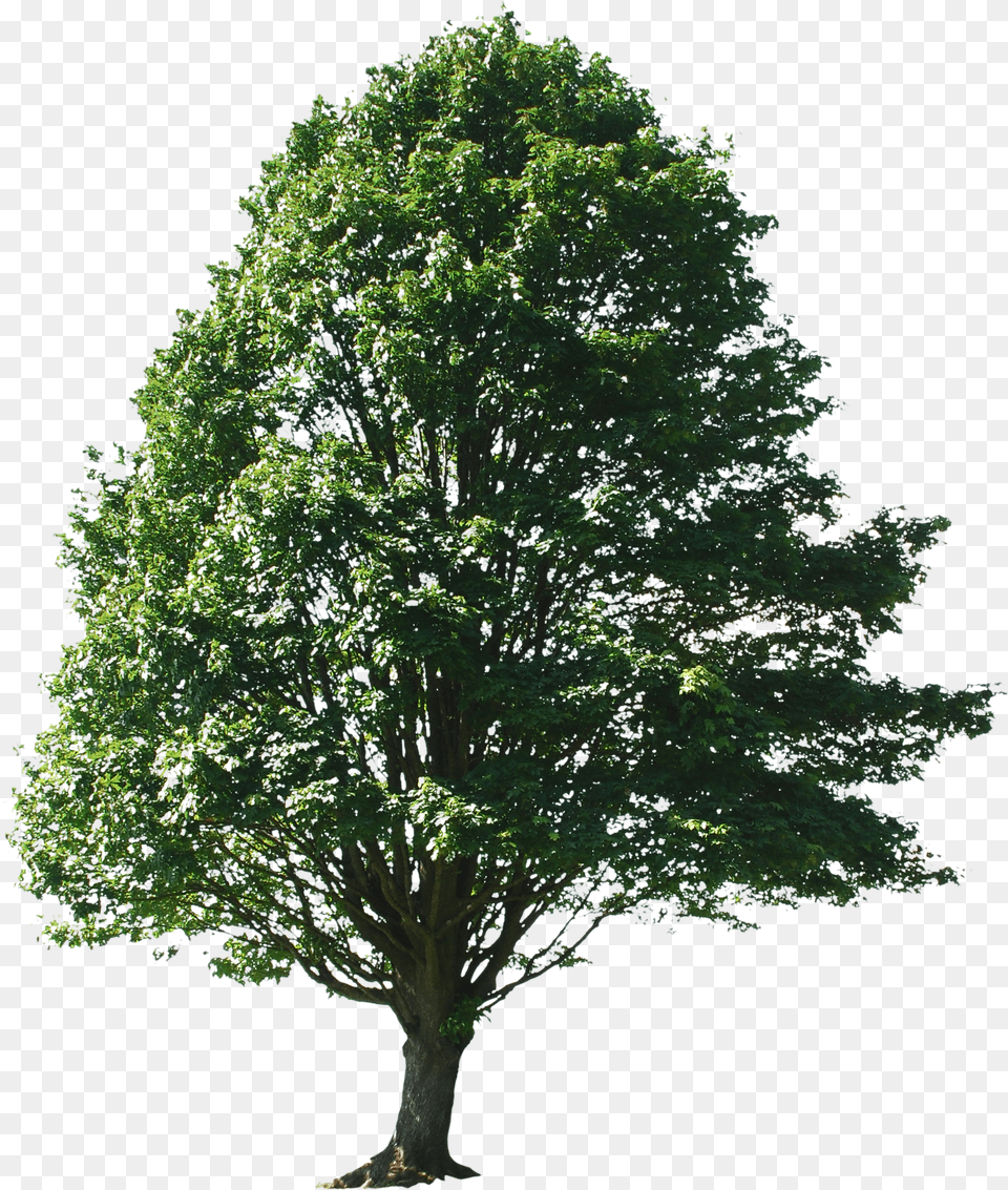 Pin Big Tree Free Transparent Png