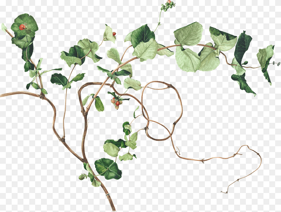 Pin By Akshay Patel Ivy Botanical Drawing, Leaf, Plant, Vine, Acanthaceae Png