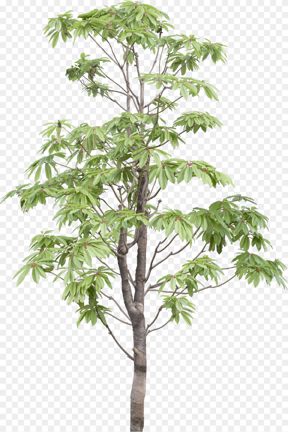 Pin By Ar White Walnut, Leaf, Plant, Potted Plant, Tree Free Transparent Png