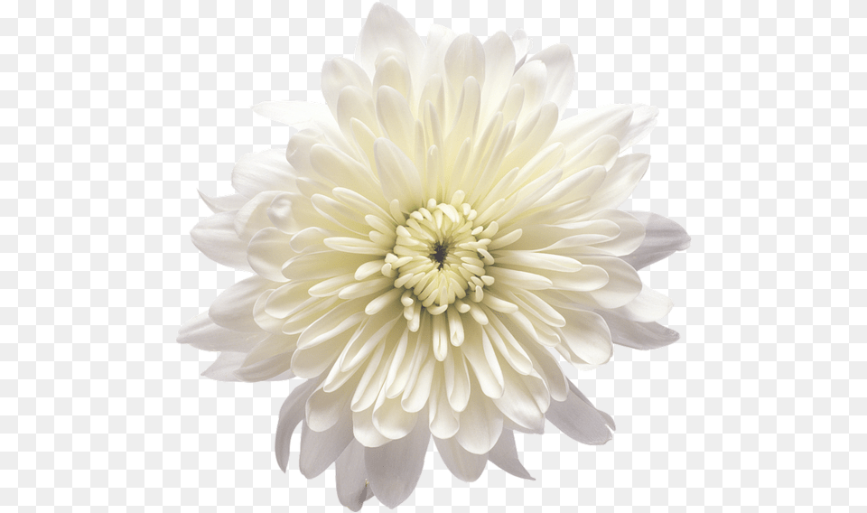 Pin By Blanka Dolinar White Chrysanthemum Flower, Dahlia, Plant, Daisy, Petal Free Transparent Png