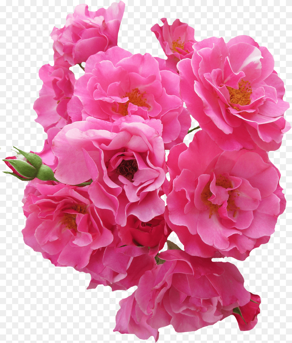 Pin By Camiqwerty Pink Rose Flower, Flower Arrangement, Flower Bouquet, Geranium, Plant Free Png