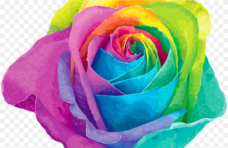 Pin By Carol Marie Littlejohn On Photo Roll Rainbow Flower, Plant, Rose Png