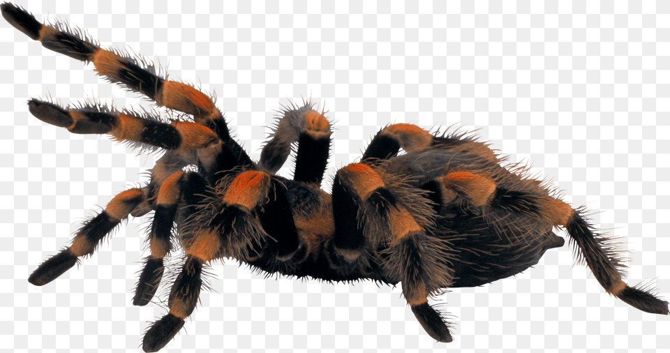 Pin By Charudeal Spider, Animal, Invertebrate, Insect, Tarantula Png