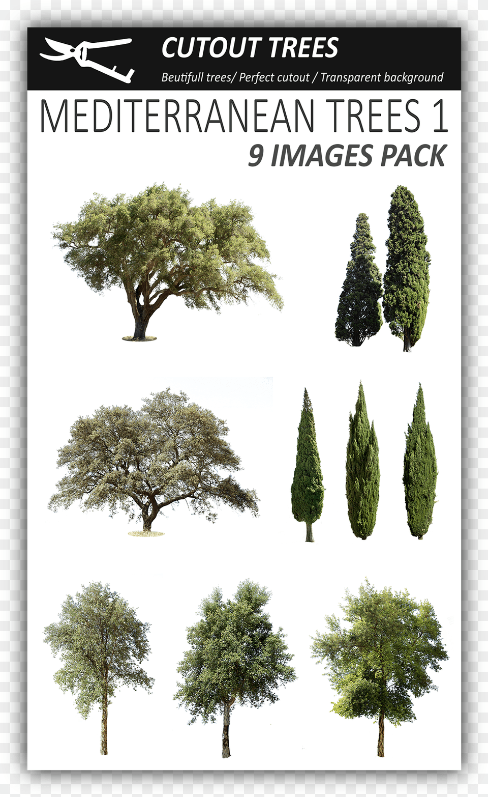 Pin By Cutout Trees On Mediterranean Trees Tree, Conifer, Plant, Fir, Oak Free Png