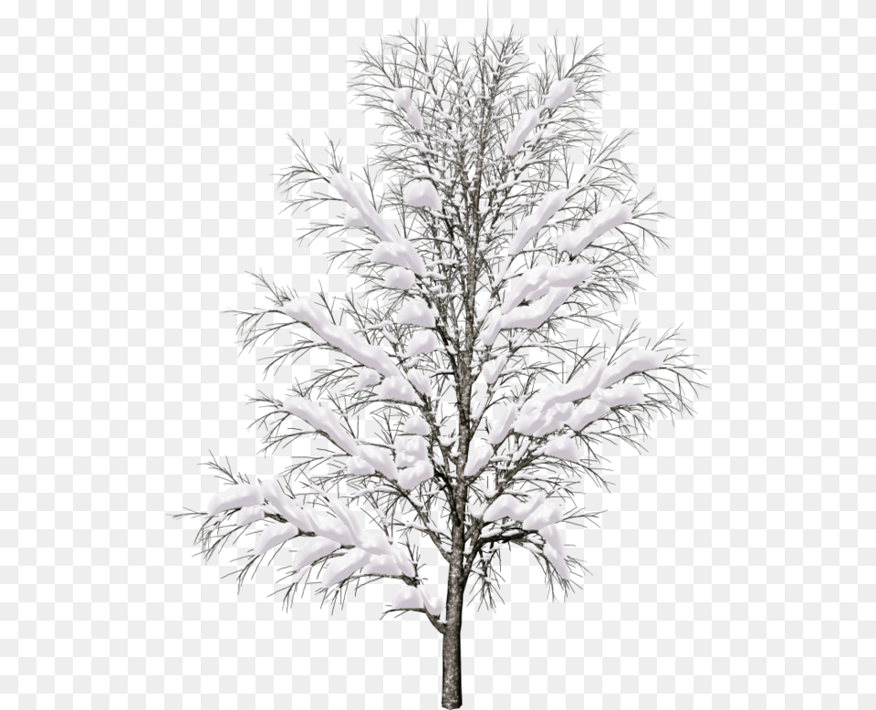 Pin By Dzzyn Images Snow Winter Tree, Ice, Nature, Outdoors, Plant Free Transparent Png