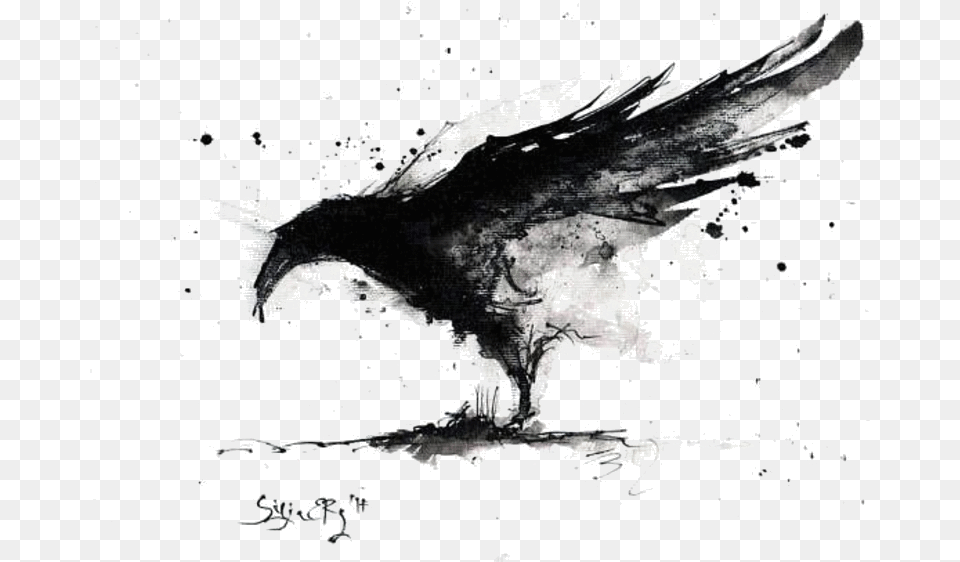 Pin By Gina Tilley On Ravens Crow Art, Animal, Bird, Vulture, Beak Png Image