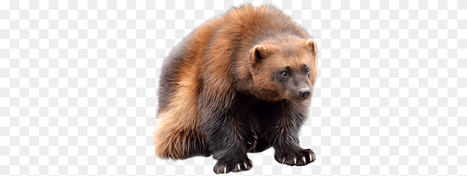 Pin By Ink Wolverine Animal Clear Background, Bear, Mammal, Wildlife, Brown Bear Png