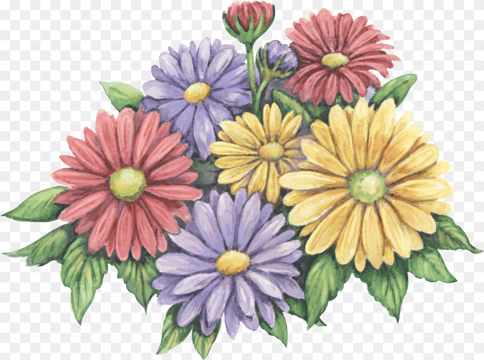 Pin By Janece Stander African Daisy, Plant, Flower, Pattern, Graphics Free Png