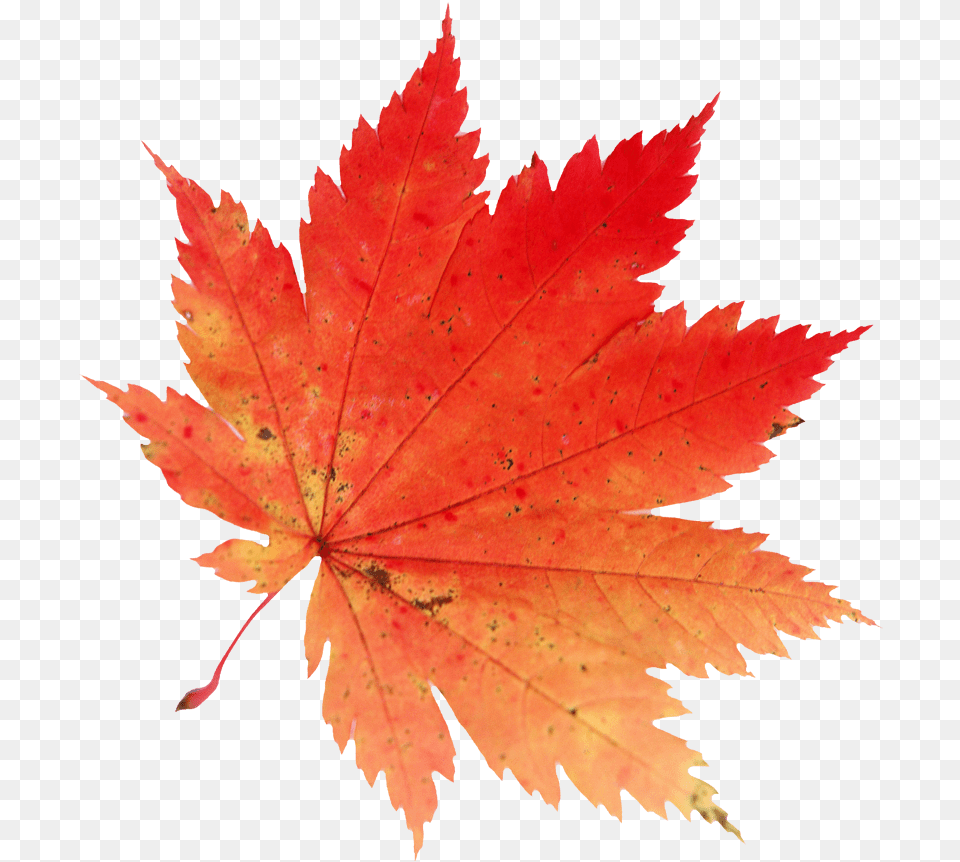 Pin By Jecceida Quiles Fall Maple Leaf Transparent Background, Plant, Tree, Maple Leaf Png Image